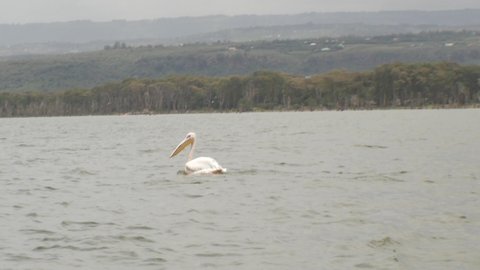 Pelican taking of and landing in Lake Nakuru