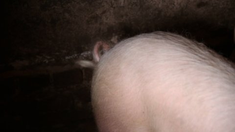 twisted tail of a pig in a barn. Breeding domestic pigs, close-up
