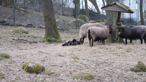 Sheep eat from a trough while newborns lie nearby