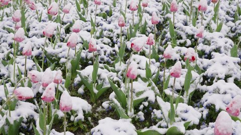 White and pink tulips covered by snow frost and ice, gently sway back and forth