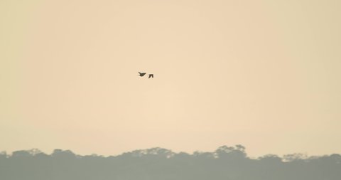 Three Red bellied macaw fly in the late evening sky over the tree line