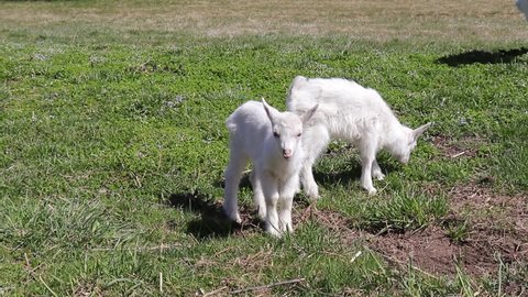 Goats on a meadow. White baby goats sniffing green grass outside at an animal sanctuary, cute and adorable little goats. Goats eat grass on farm.