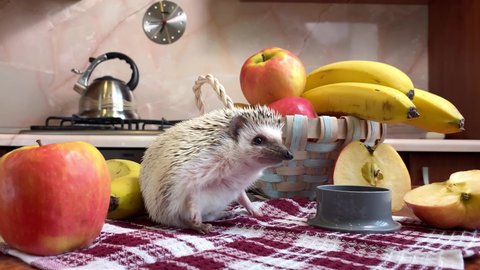 African pygmy hedgehog, domestic pet, on kitchen table at fruits, healthy eating concept
