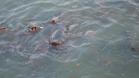 Closeup shot of group of fishes gathering to eat food thrown by the tourists at Gadisar lake in Jaisalmer, Rajasthan, India. Fishes gather to eat bread and wet flour pieces thrown by tourists.