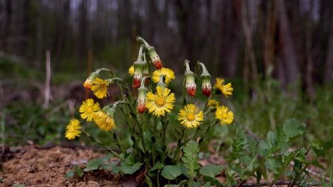 coltsfoot bush in forest meadow move in strong wind, yellow flowers and overblown with seeds, romantic mood, tree trunks and blue sky blurred background, spring awakening and nature revival idea