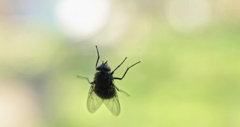 Housefly over transparent background closeup