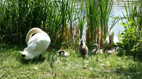 Swan family is freshening up. Parent swans and cygnets are caring for their plumage and preening together