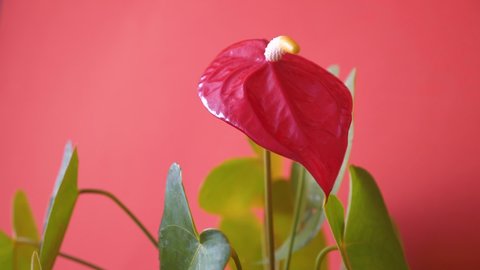 Close-up of an anthurium flower on a bright orange background. Growing houseplants is a hobby. Hand touches a bright calendula flamingo anthurium.Selective focus