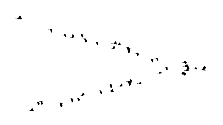Birds flying v-necked gray geese slow motion on the magical blue sky loop background. Flock flying in an imperfect formation. Big flock of birds. Teamwork, Birds ecology and outdoor Royalty-Free Stock Footage #1089270531