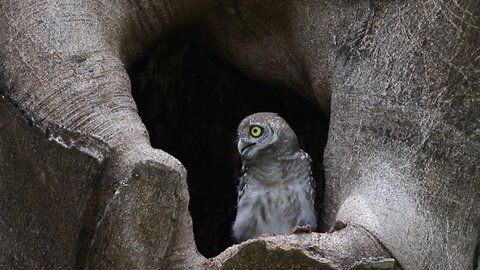 Spotted owlet (Athene brama) is a small owl that breeds in tropical Asia, pair living in the tree hole in nature 