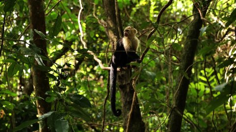 capucin looking around primate cebus capucinus perched on a liana Manuel Antonio Costa Rica