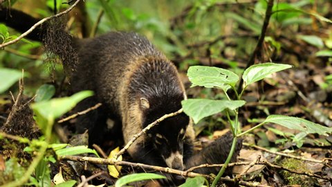 coatimundi white-nosed coati looking for food under leaves on the ground tropical rainforest Costa Rica