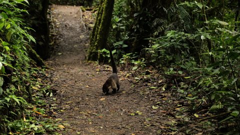 coatimundi white-nosed coati on a path in the forest Costa Rica wildlife Monteverde