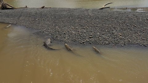 American crocodiles resting in tarcoles river Costa Rica carnivorous predators aerial shot 
