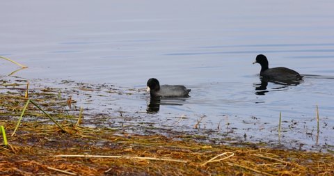 Two American coots in the lake feeding in shallow waters 