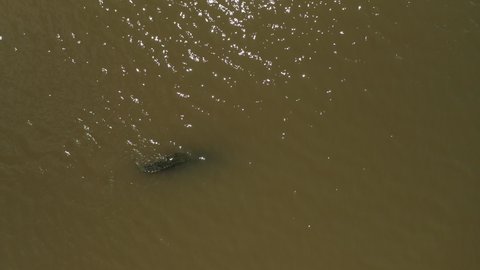 Tail of a giant american crocodile disappearing in troubled water Costa Rica aerial top shot