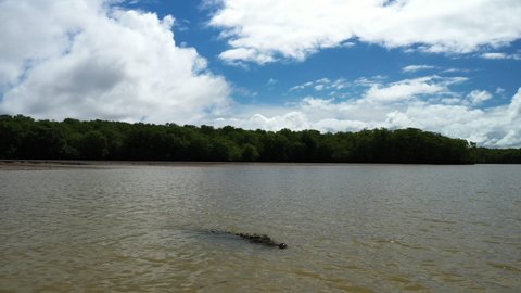American crocodile beast swimming in a river Costa Rica dense mangrove background aerial