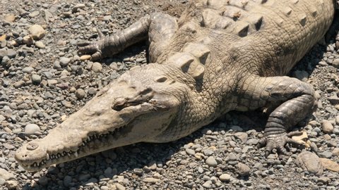 close up American crocodile sunbathing Crocodylus acutus Costa Rica dangerous predator