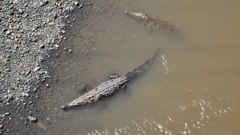 Crocodylus acutus sunbathing Costa Rica view from the bridge sunny day 