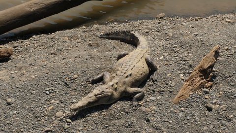 American crocodile Crocodylus acutus tarcoles river Costa Rica dangerous predator