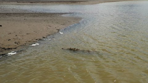 American crocodile on the banks of a muddy river Costa Rica