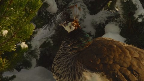 Close-up, peacock basking in the sun against the backdrop of snow-covered shrubbery in the park