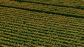 Field of yellow blooming sunflowers on a summer day. Footage from a bird's eye view. Location place Ukraine agrarian region, Europe. Cinematic drone shot. Filmed in UHD 4k video. Beauty of earth.