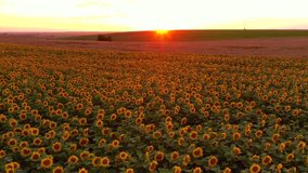 Attractive footage of blooming sunflowers in the evening light. Bird's eye view. Location place agrarian region of Ukraine, Europe. Cinematic drone shot. Filmed in UHD 4k video. Beauty of earth.