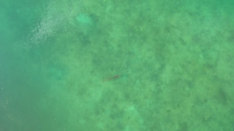 Wahoo Acanthocybium solandri hunting small fishes turtles swimming away aerial drone shot