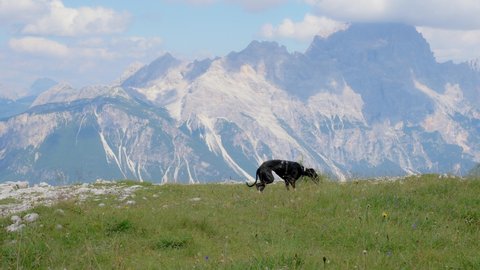 Greyhound moves across a green mountain meadow looking and sniffing between blades of grass. In the background the Italian mountain range of the Dolomites on a sunny spring day. calm and silence