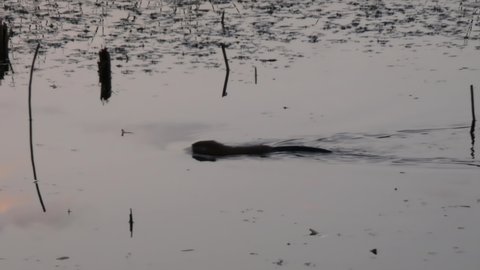 Muskrat silhouette in a river with reflections swims and dives in a wetland