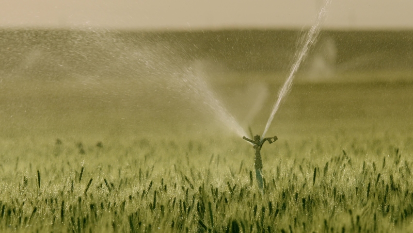 An automated water sprinkler directing and distributing irrigation water on grown wheats in slow motion.  Royalty-Free Stock Footage #1089277393
