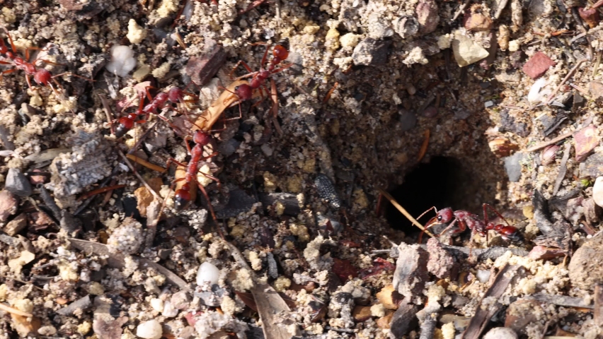 Worker Red Bull Ants at nest
