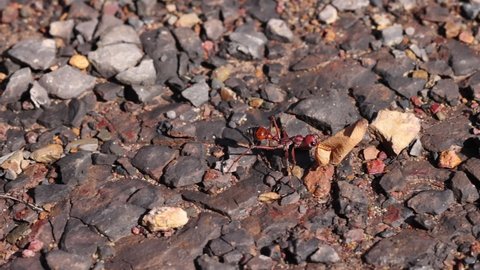 Worker Red Bull Ant carrying a stone for nest