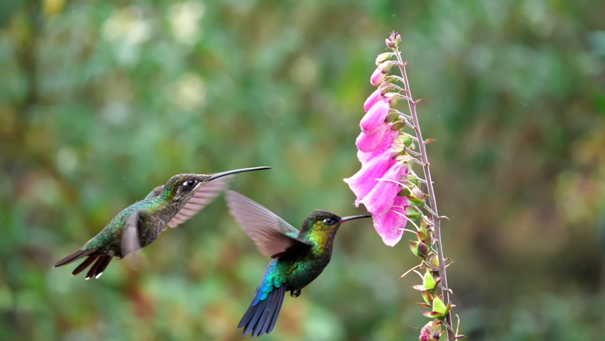 A slow motion shot of a fiery-throated hummingbird and a talamanca hummingbird feeding on a foxglove flower at a garden in costa rica