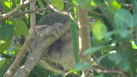 a close view of a young three-toed sloth a sleep in a tree at quepos of costa rica