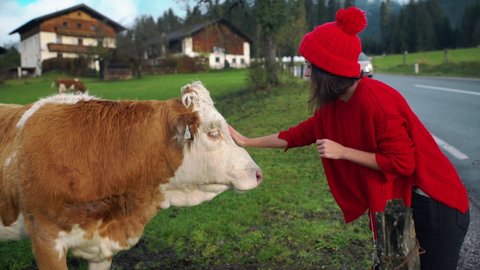 Asian girl in red hat, woman hand pet a cow. Cow and bull in the mountains. Happy alpine milky cows are grazing in the grass. Rural scene, in the background Tatra mountains, Poland, Europe. Well-fed