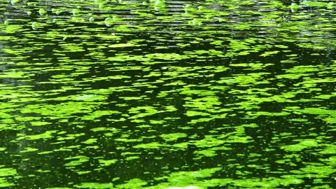 Green Algae Moss and Bubbles Surface Lake Water Footage.