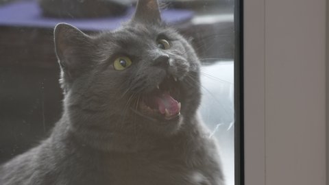 Gray domestic cat meowing at a closed glass door, cat wants to go home. High quality 4k footage