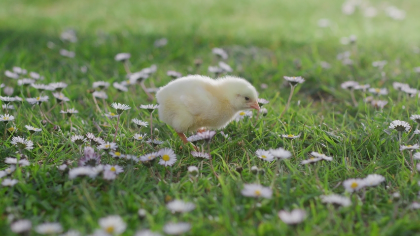 Sunny day, a newborn chicken walks on green grass in nature. Spring flowering field with daisies. Beautiful baby chick symbol of easter. Concept of the traditional spring celebration Easter Royalty-Free Stock Footage #1089287119