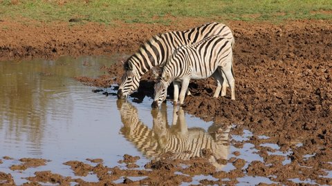 Plains zebras (Equus burchelli) drinking at a waterhole, Mokala National Park, South Africa