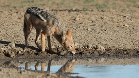A black-backed jackal (Canis mesomelas) drinking at a waterhole, Kalahari desert, South Africa