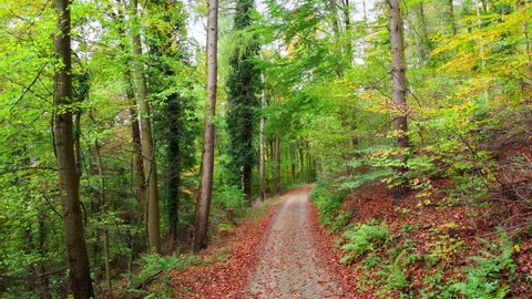 Moving along a beautiful forest path, with colorful foliage of deciduous trees in soft light
