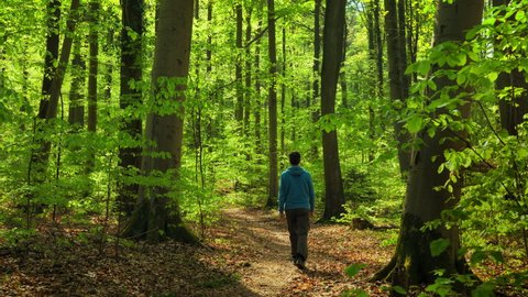 Following a hiker enjoying a relaxed walk in a lush forest in spring, with fresh vibrant green of the leaves illuminated by the warm sunlight
