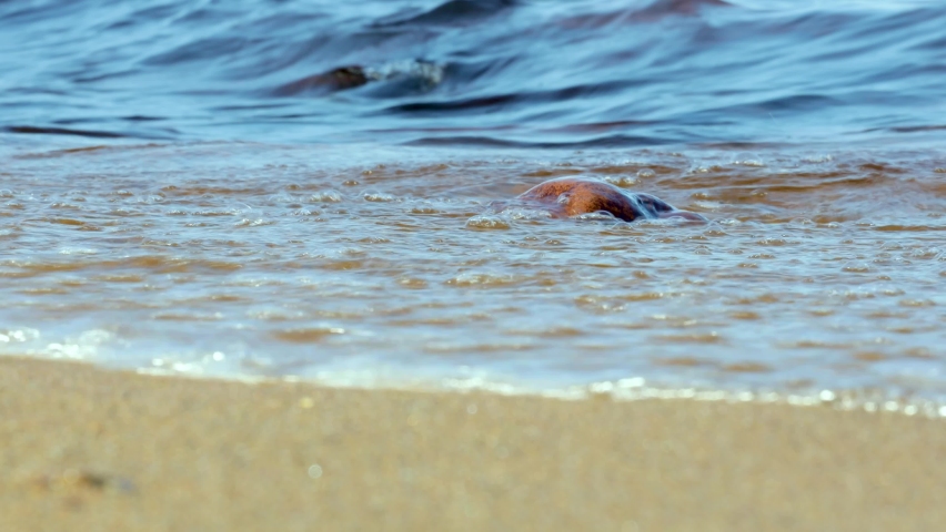 Beautiful sandy beach on a summer sunny day close-up. | Shutterstock HD Video #1089289227