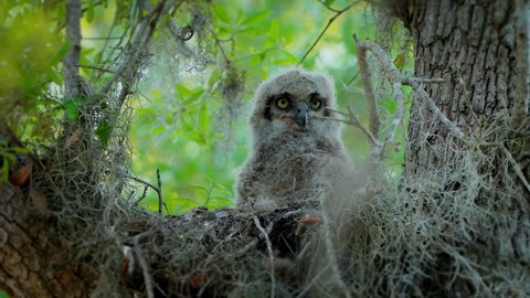 Great Horned Owl baby sits in a nest. Extreme close-up on face and eyes.
