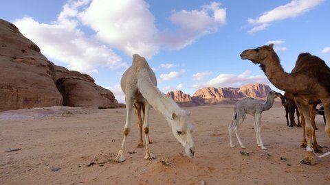 Group of camels walking on orange red sand of Wadi Rum desert, mountains background