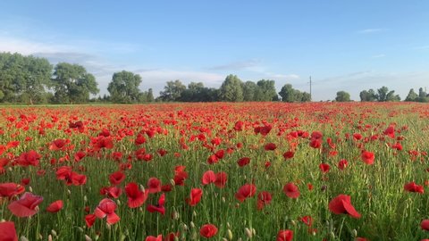 Poppy, Field of wild poppies on the blue sky horizon. Poppy flower background. Poppy harvest