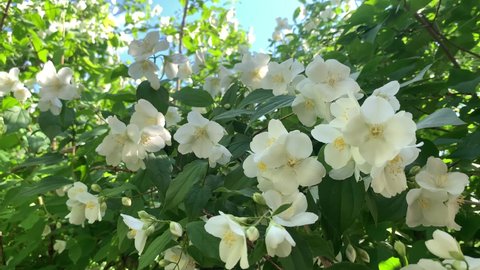 Jasmine. Jasmine flowers in sunlight, delicate white flowers. Spring bush with white flowers