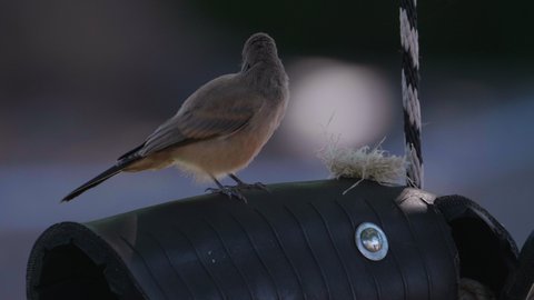 This is a Video of a Say's Phoebe pooping then catching a fly but the the fly gets away. Not a good day for this little bird. Shot on a GH5 at 60p